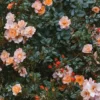 Rose poster, 70x100 cm